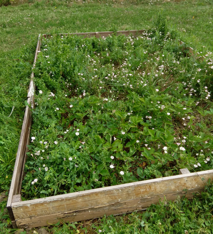 how to keep weeds out of strawberry beds